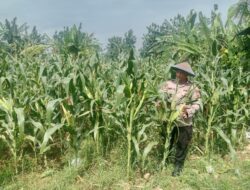 Polri Dukung Astacita, Polsek Jenu Polres Tuban jagung milik Warga di Desa Socorejo