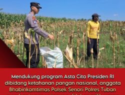Bhabinkamtibmas Polsek Senori Dukung Ketahanan Pangan Nasional Membantu Panen Jagung Warga Desa Leran