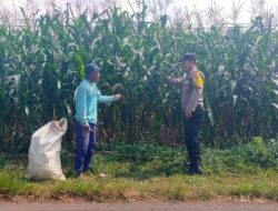 Sambang Petani Jagung, Kanit Binmas Dukung Ketahanan Pangan Nasional