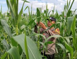 Cek Kualitas Buah Jagung Siap Panen, Polsek Widang Polres Tuban Dukung Astacita
