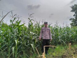 Polsek Plumpang Polres Tuban Turun Langsung Cek Tanaman Jagung Warga