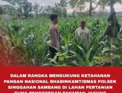Polsek Singgahan Polres Tuban Turun Cek Tanaman jagung Warga di Desa Saringembat