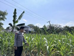 Dalam rangka Dukung Program Astacita, Bhabinkamtibmas Desa Sembung Polsek Parengan Polres Tuban sambang lokasi Tanaman Jagung di Desa Sembung Kec. Parengan Kab. Tuban