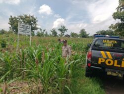 Polri Dukung Astacita, Polsek Semanding Polres Tuban Turun Cek Tanaman jagung milik Warga di Desa Semanding