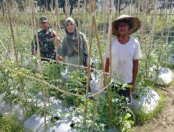 Sinergi Babinsa, PPL, dan Poktan Tingkatkan Produktivitas Tomat di Lingsar untuk Ketahanan Pangan Nasional