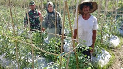 Sinergi Babinsa, PPL, dan Poktan Tingkatkan Produktivitas Tomat di Lingsar untuk Ketahanan Pangan Nasional