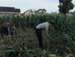Bhabinkamtibmas Labuapi Ajak Warga Manfaatkan Lahan Tidur