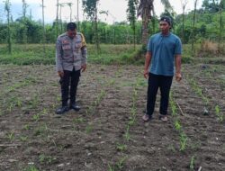Bhabinkamtibmas Kuripan Turun ke Sawah Jaga Ketahanan Pangan