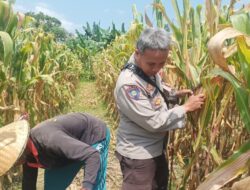 Polsek Batulayar Dorong Warga Sandik Manfaatkan Lahan Kosong