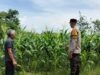 Bhabinkamtibmas Labuapi Ajak Warga Tanam Jagung di Pekarangan