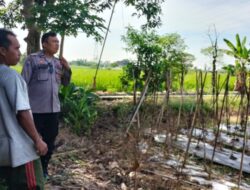 Bhabinkamtibmas Telagawaru Dorong Ketahanan Pangan Desa