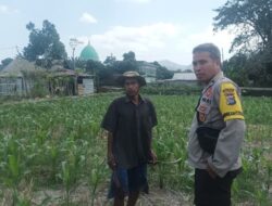 Sinergi Bhabinkamtibmas Sandik dan Petani Jaga Ketahanan Pangan