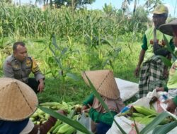 Bhabinkamtibmas Labuapi Gerakkan Warga Manfaatkan Lahan Kosong
