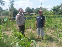 Lewat Peran Bhabinkamtibmas, Polsek Batulayar Dorong Produktivitas Pertanian Desa Sandik