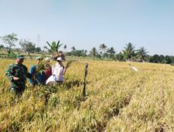 Di Tengah Sawah, Babinsa Ukur Harapan Petani
