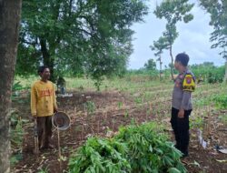 Bhabinkamtibmas Polsek Tambakboyo Dampingi Petani, Dukung Ketahanan Pangan di Lahan Ladang