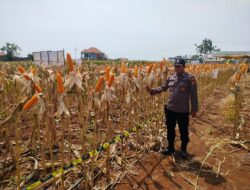 Polri Dukung Astacita, Polsek jenu Polres Tuban Turun Cek Tanaman Jagung Warga di Desa Sumurgeneng