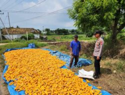 ​Dukung Ketahanan Pangan, Bripda Gustian Polsek Bancar Sambangi Petani dan Monitor Panen Jagung di Desa Pugoh