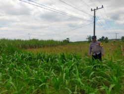 Polsek Jatirogo Turun ke Lahan produktif Desa Demit Wujudkan Dukungan Astacita Swasembada Pangan