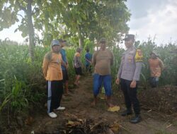 Tatap Muka di Tengah Ladang Jagung, Bhabinkamtibmas Polsek Tambakboyo Jalin Kedekatan Dengan Petani