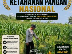 Polsek Bangilan Dukung Ketahanan Pangan Nasional Melalui Monitoring Tanaman Jagung