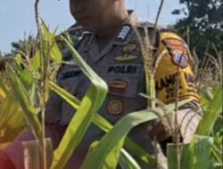 Mendukung Program Ketahanan Pangan, Bhabinkamtibmas Monitoring Pertumbuhan Jagung