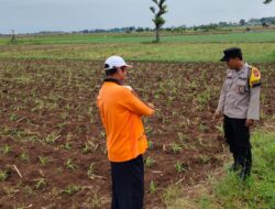 Dukung Program Ketahanan Pangan, Bhabinkamtibmas Polsek Tambakboyo Tinjau Pertumbuhan Tanaman Jagung