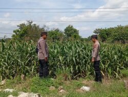 Polsek Tambakboyo Monitoring Lahan Jagung, Pastikan Ketahanan Pangan di Wilayah Tetap Aman