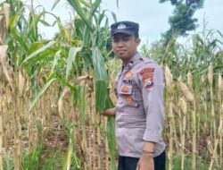 Dukung Swasembada Pangan, Polsek Tambakboyo Monitoring Panen Jagung Warga