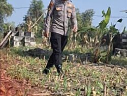 Mendukung Program Ketahanan Pangan, Bhabinkamtibmas Monitoring Pertumbuhan Jagung