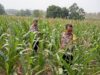 Polsek Kenduruan Polresta Tuban Dukung Ketahanan Pangan Nasional, Cek Perkembangan Tanaman Jagung Warga