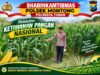 Polsek Montong Polresta Tuban Turun Cek Tanaman jagung Warga di Desa Pakel