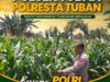 Polsek Tuban Pantau Perkembangan Tanaman Jagung, Dukung Ketahanan Pangan Nasional