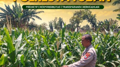 Polsek Tuban Pantau Perkembangan Tanaman Jagung, Dukung Ketahanan Pangan Nasional
