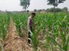 Polsek Jatirogo Turun ke Lahan produktif Desa Jatiklabang Wujudkan Dukungan Astacita Swasembada Pangan