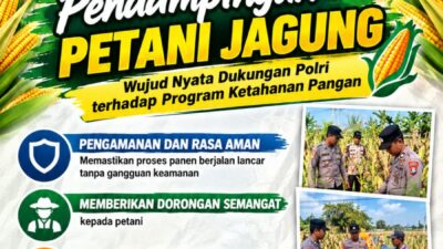 Mendukung Program Ketahanan Pangan, Bhabinkamtibmas Monitoring Pertumbuhan Jagung