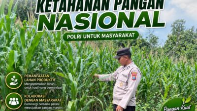 Dukung Ketahanan Pangan Nasional, Polsek Bangilan Bersinergi dengan Petani Jagung