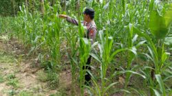 Cek Langsung ke Lahan, Polsek Tambakboyo Dukung Ketahanan Pangan Jagung di Tuban