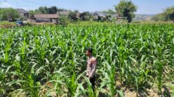 Polri Dukung Astacita, Polsek Grabagan Polresta Tuban Turun Cek Tanaman jagung milik Warga di Desa Grabagan