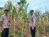 Dukung Swasembada Pangan, Polsek Tambakboyo Cek Panen Jagung Warga di Ladang
