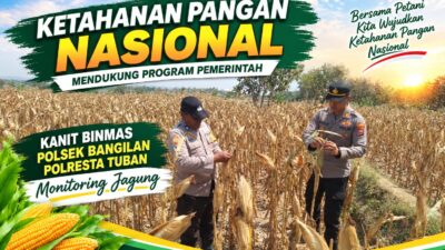 Dukung Ketahanan Pangan Nasional, Polsek Bangilan Monitoring Tanaman Jagung